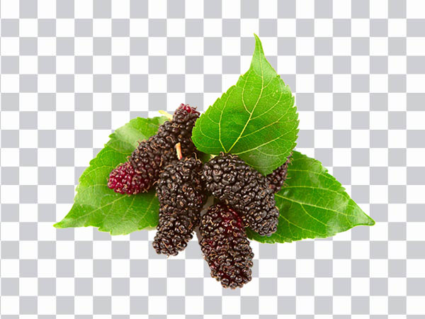 Gelso Rosso, Red Mulberry, Raspberry, red berries, <br>Blackberry Red Mulberry Black mulberry Euclidean,<br> Fresh mulberry and leaves, natural Foods, png