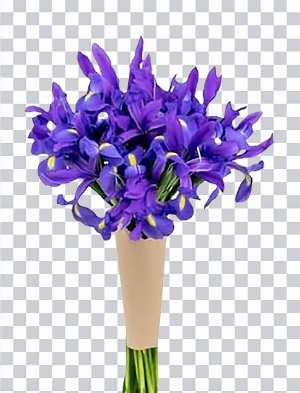 Iris Flower, Iris Stargazer Barn, Shine Bright Blue <br>Bouquet, Blue Flover, Iris Flover png free