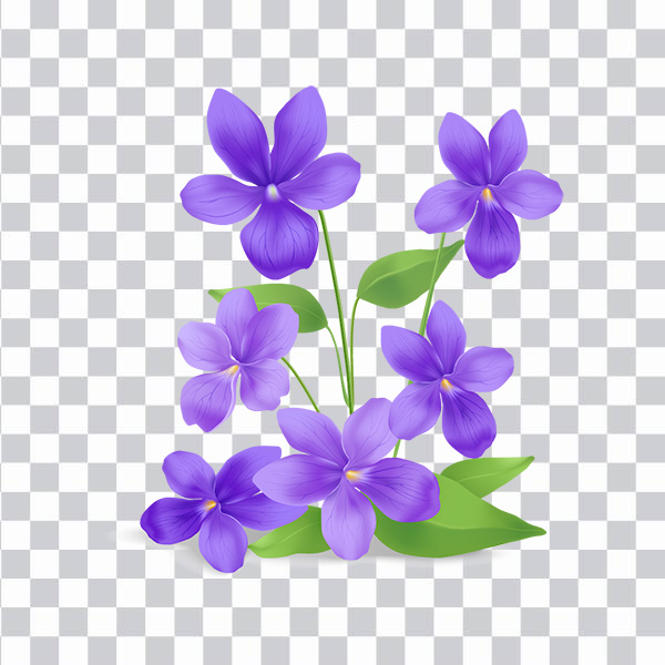 Violet Flowers, Violet Flovers, Leaves, Nature, <br>African Violets Saintpaulia Plants png free