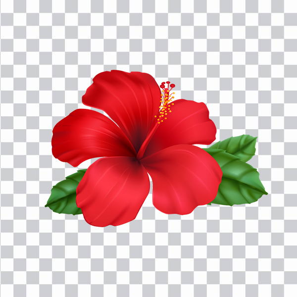 Red hibiscus flower, Hibiscus , hibiscus, herbaceous <br>Plant, Hibiscus Plant png free