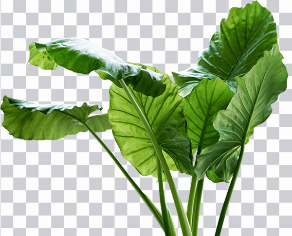 Elephant Ear Leaf, Leaf Taro Alocasia png free