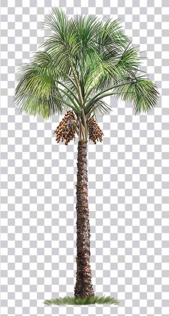 Palm tree, green palm tree, plant Stem png free