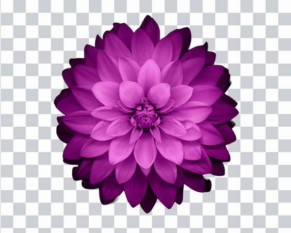 Purple Dahlia flower, Dahlia, Dahlia Free, purple, herbaceous<br> Plant, Dahlia Flover, Dahlia Flower png free